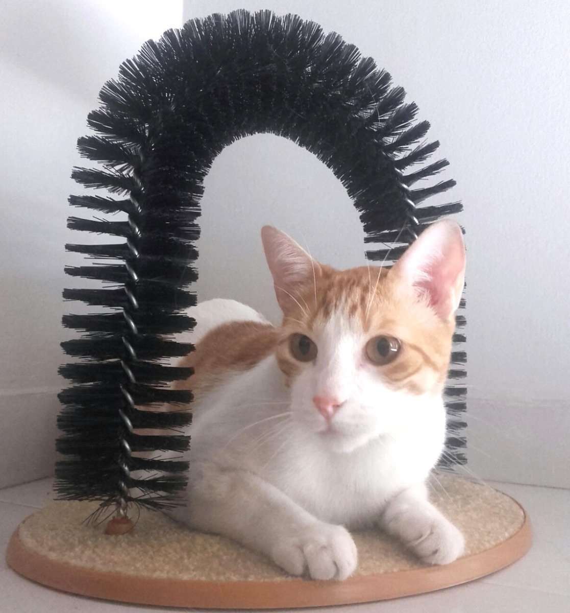 Arco para gatos